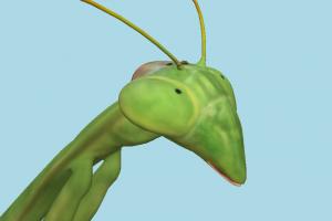 Praying Mantis Praying Mantis-2